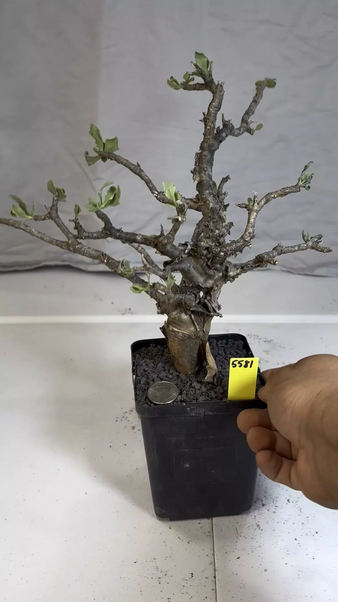 plant/5581 othanna lobata hybrid-1