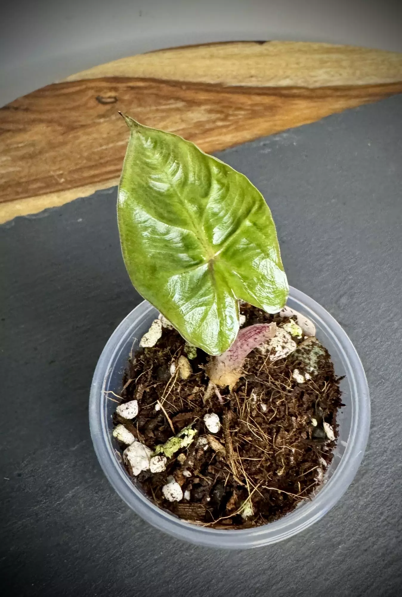plant/Alocasia Yucatán Aurea -0