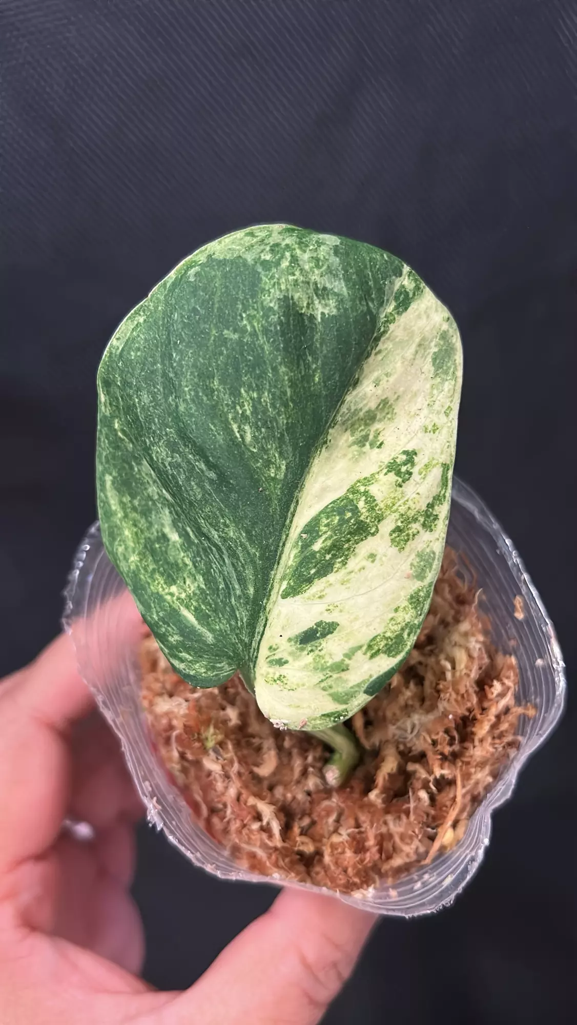plant/Scindapsus Jade marble fresh cutting D (mom in 2nd pic)-0
