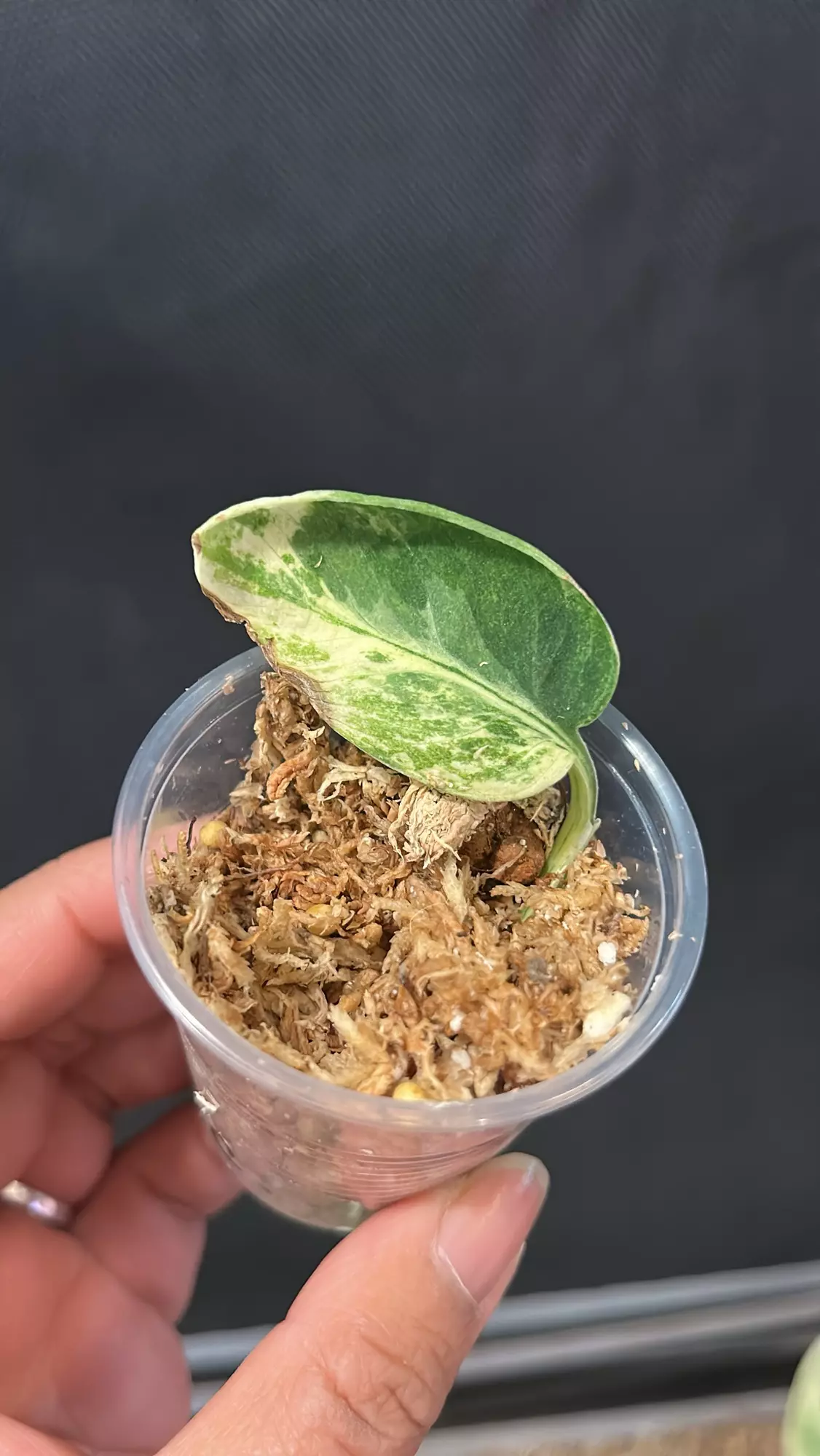 plant/Scindapsus Jade marble fresh cutting C (mom in 2nd pic)-0