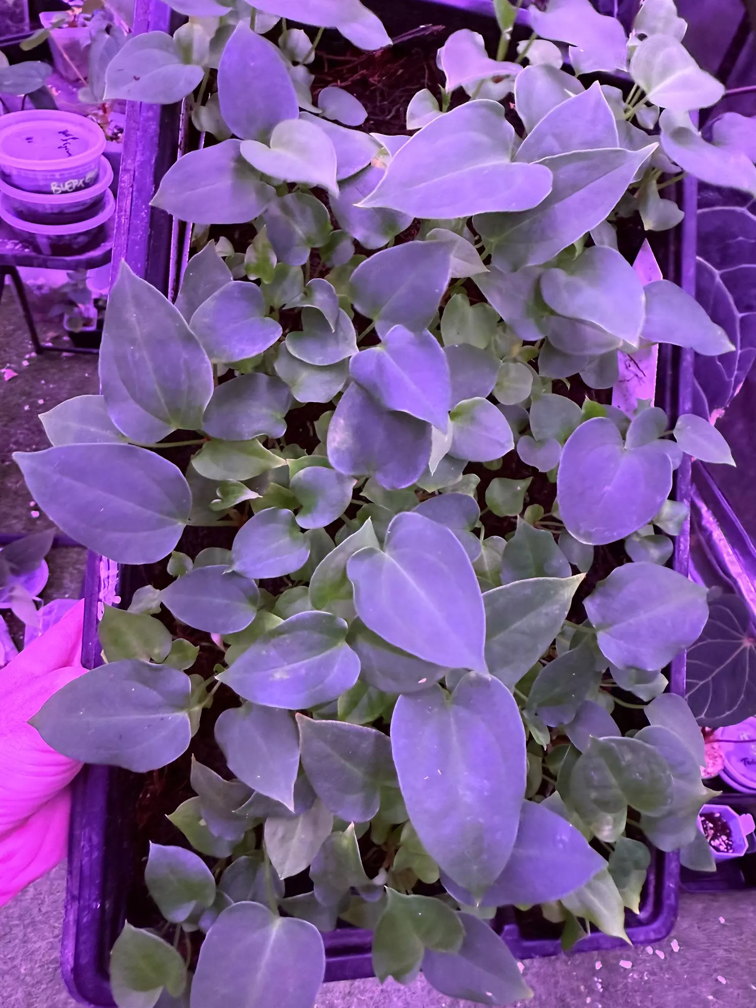 plant/Growers choice Gatorbod x Tims black-0