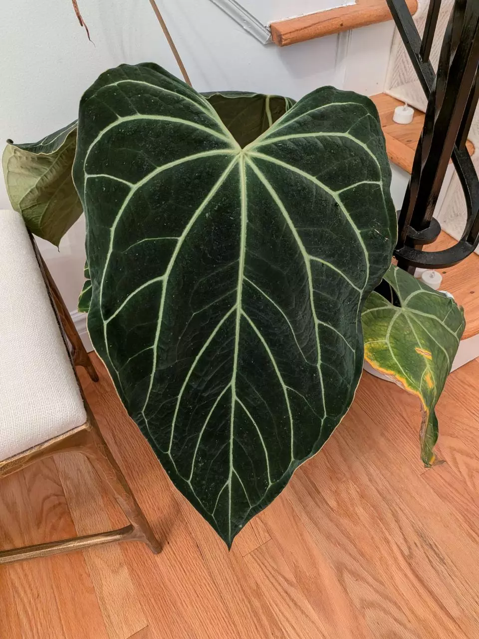 plant/Besseae aff x Besseae aff-0