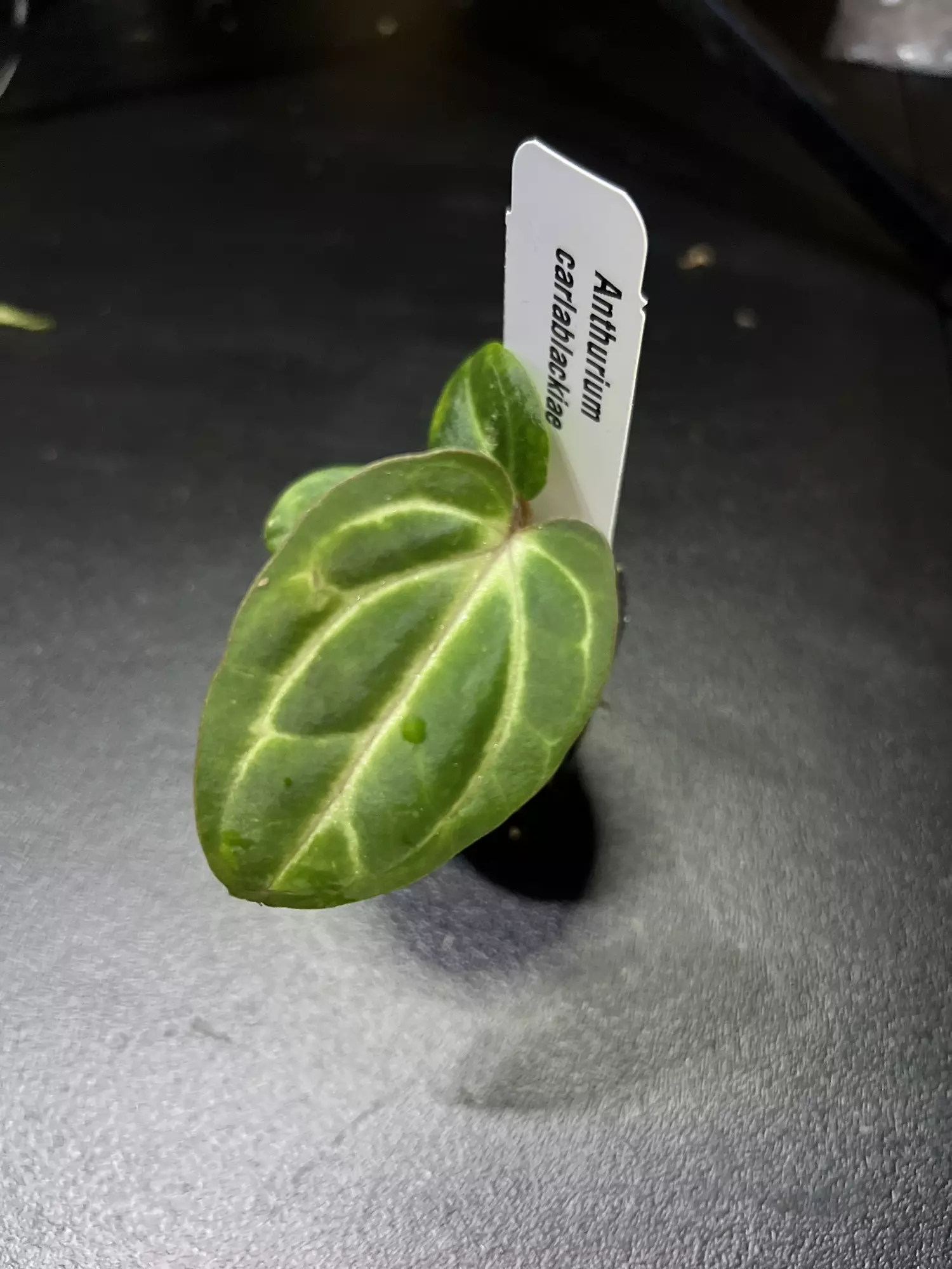 plant/Anthurium Carlablackaie 1201-0