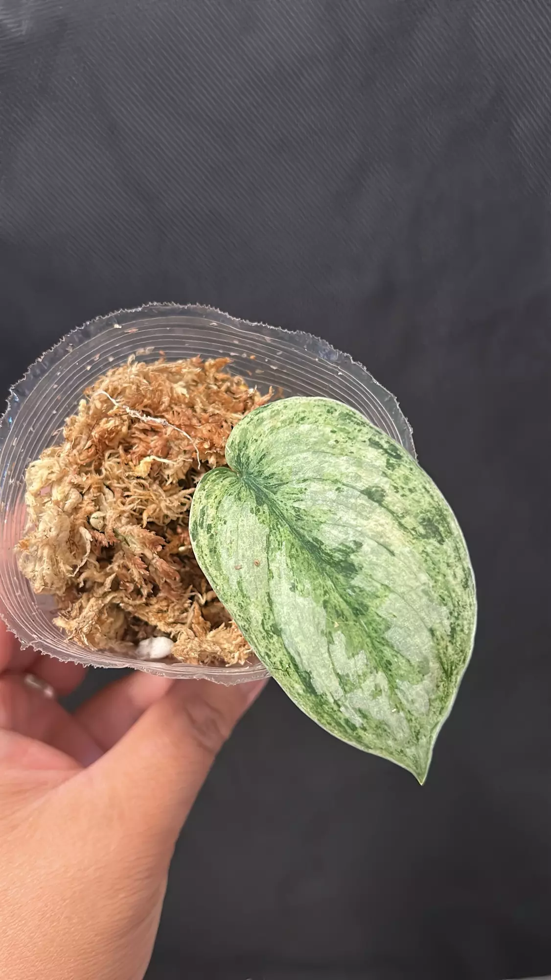 plant/Scindapsus Peasun rooted cutting A-0