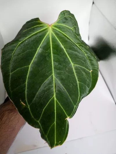 plant/Besseae aff x Besseae aff-2-thumbnail