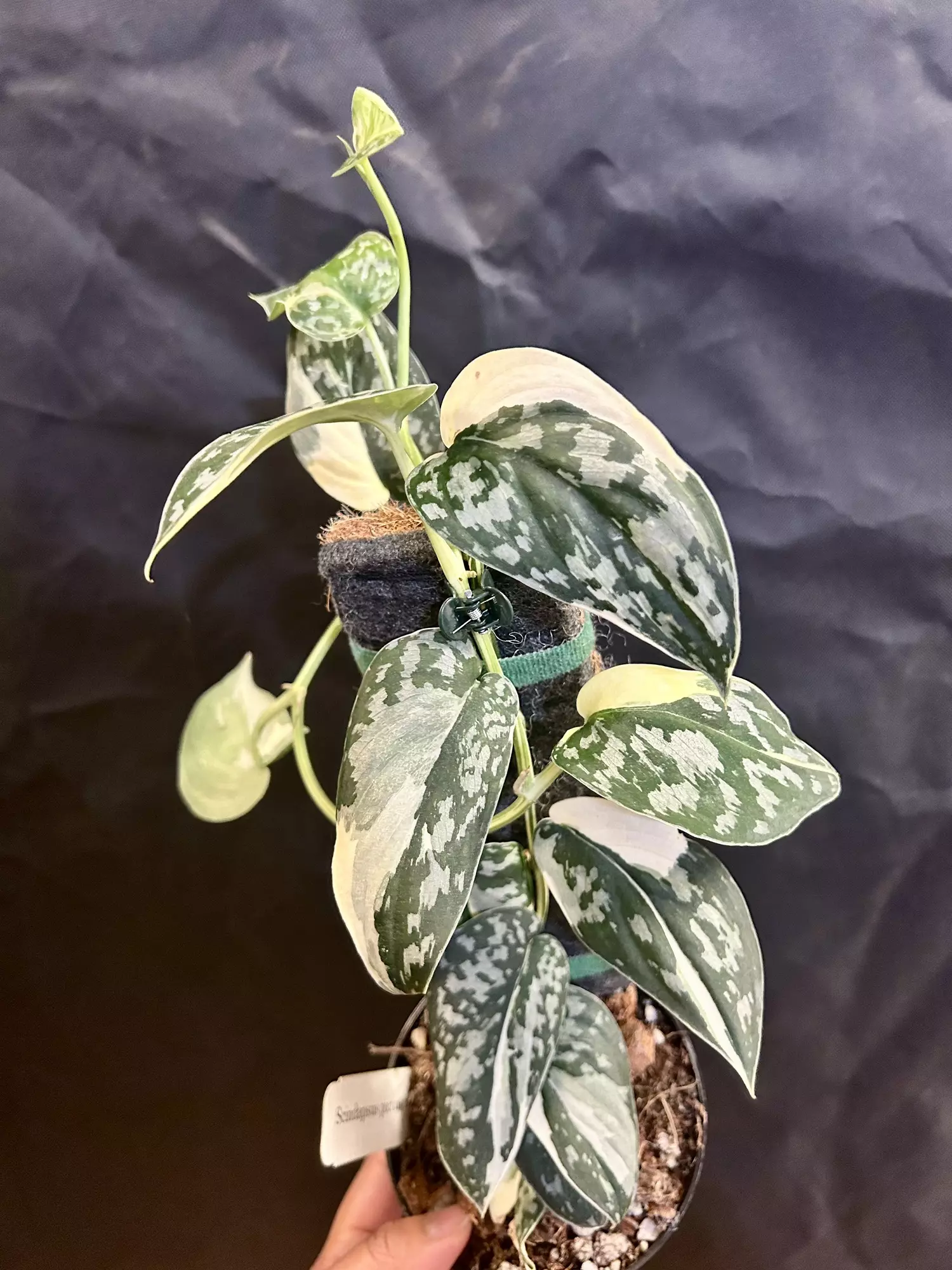 plant/Scindapsus Mariposa fresh cutting (A) mom in 2nd pic-1
