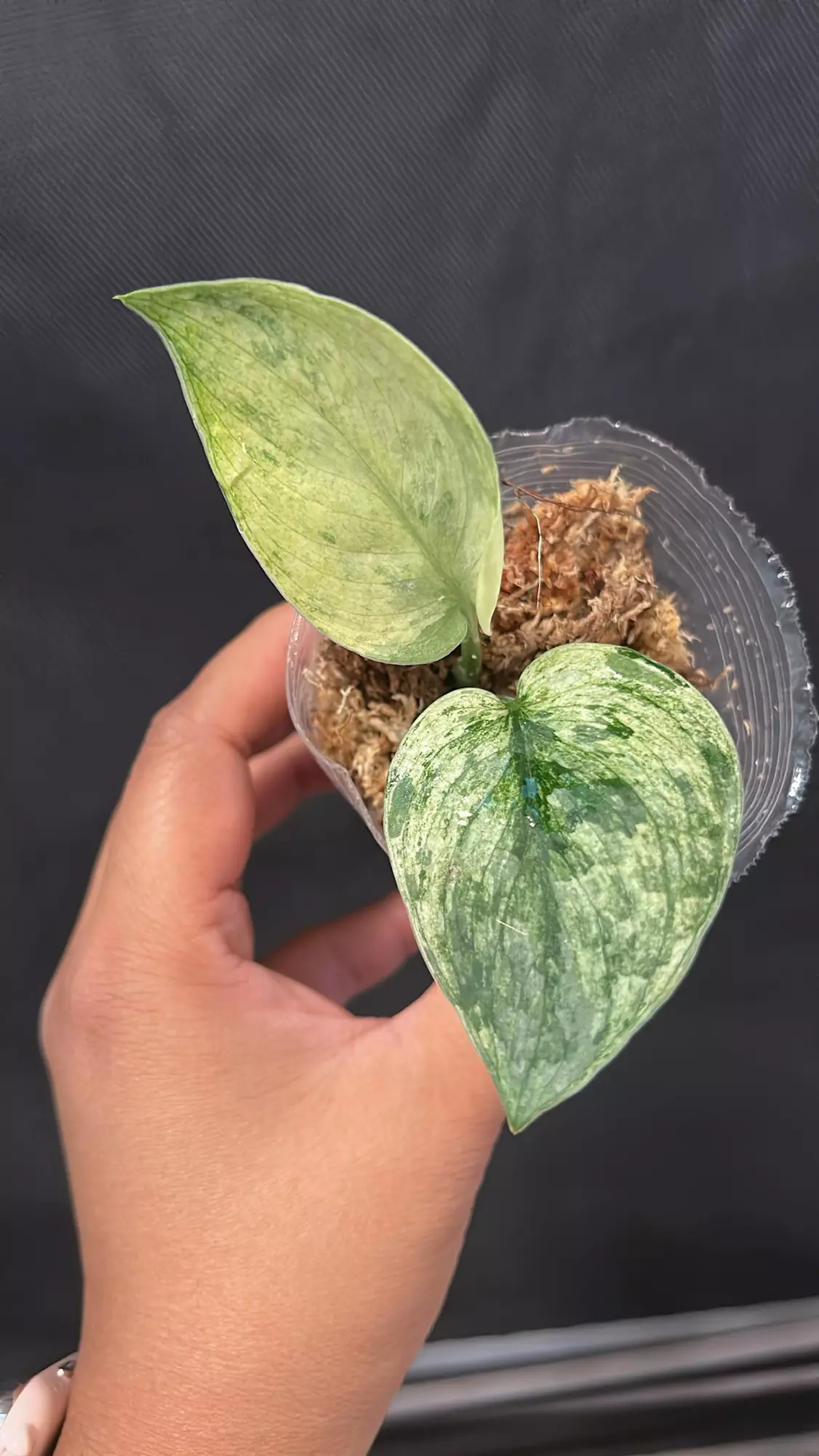plant/Rooted top cutting Scindapsus Halimoon A (mom in 2nd pic)-0