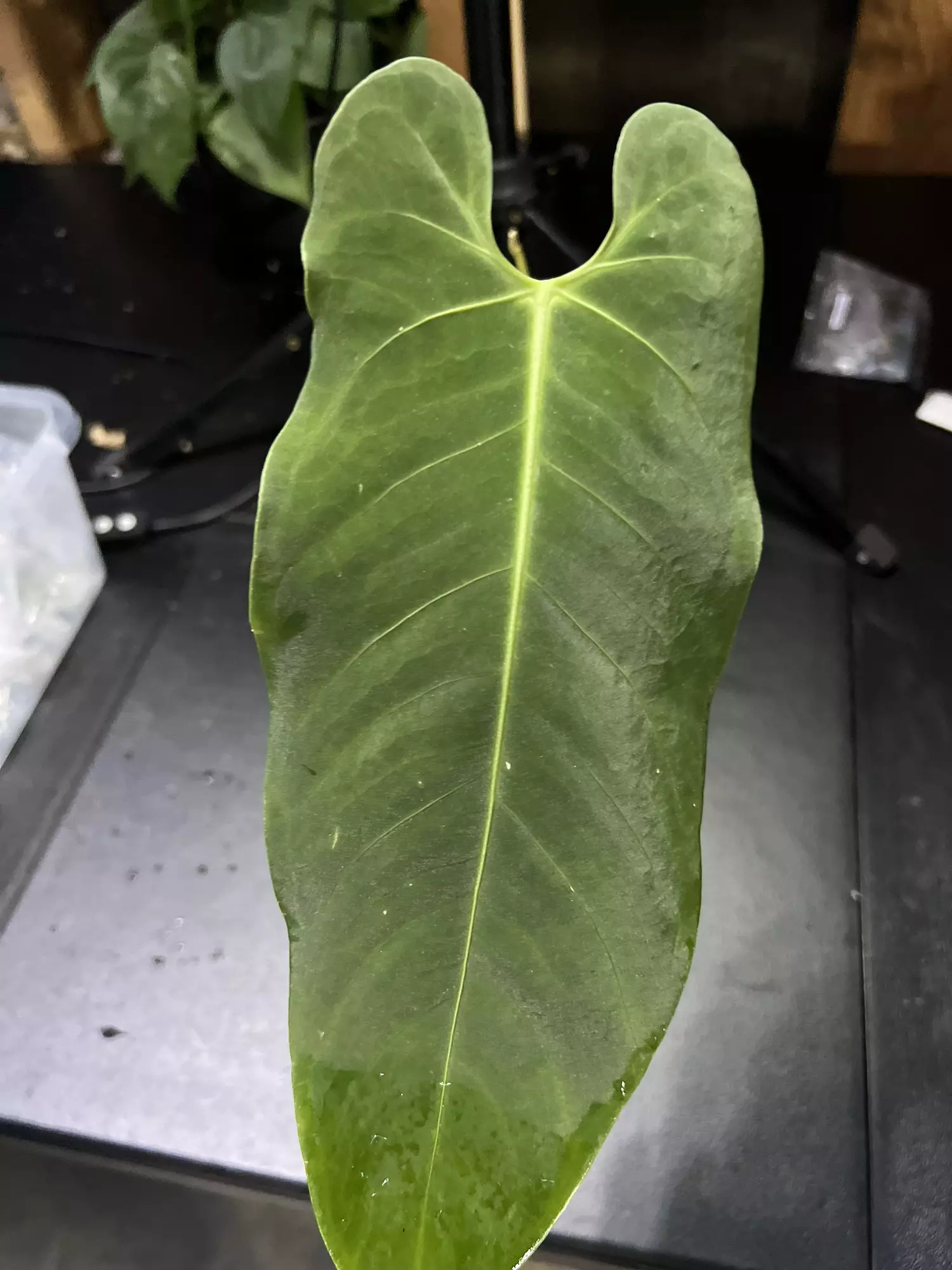 plant/Anthurium aff metallicum-0