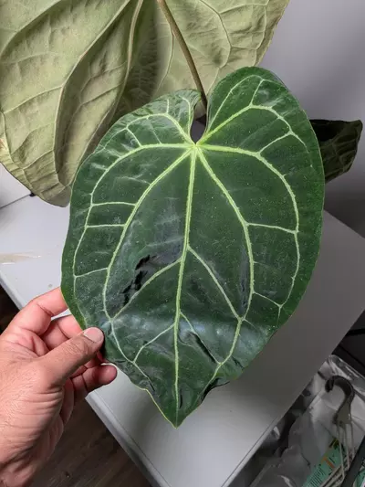 plant/Besseae aff x Besseae aff-1-thumbnail