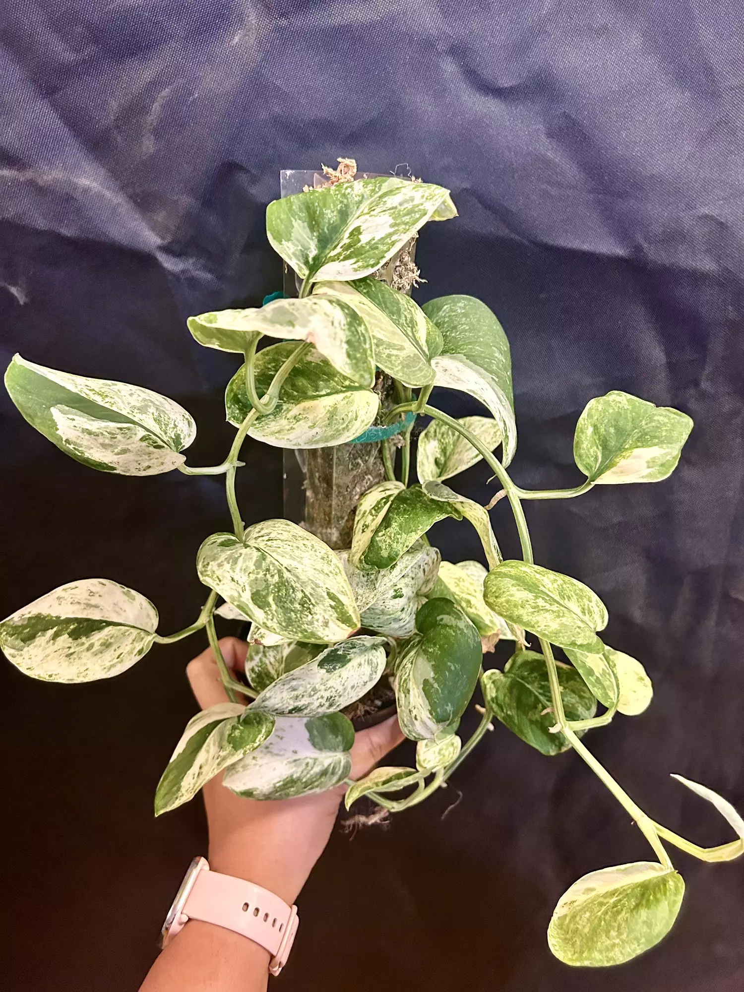 plant/Scindapsus Jade marble fresh cutting B (mom in 2nd pic)-1