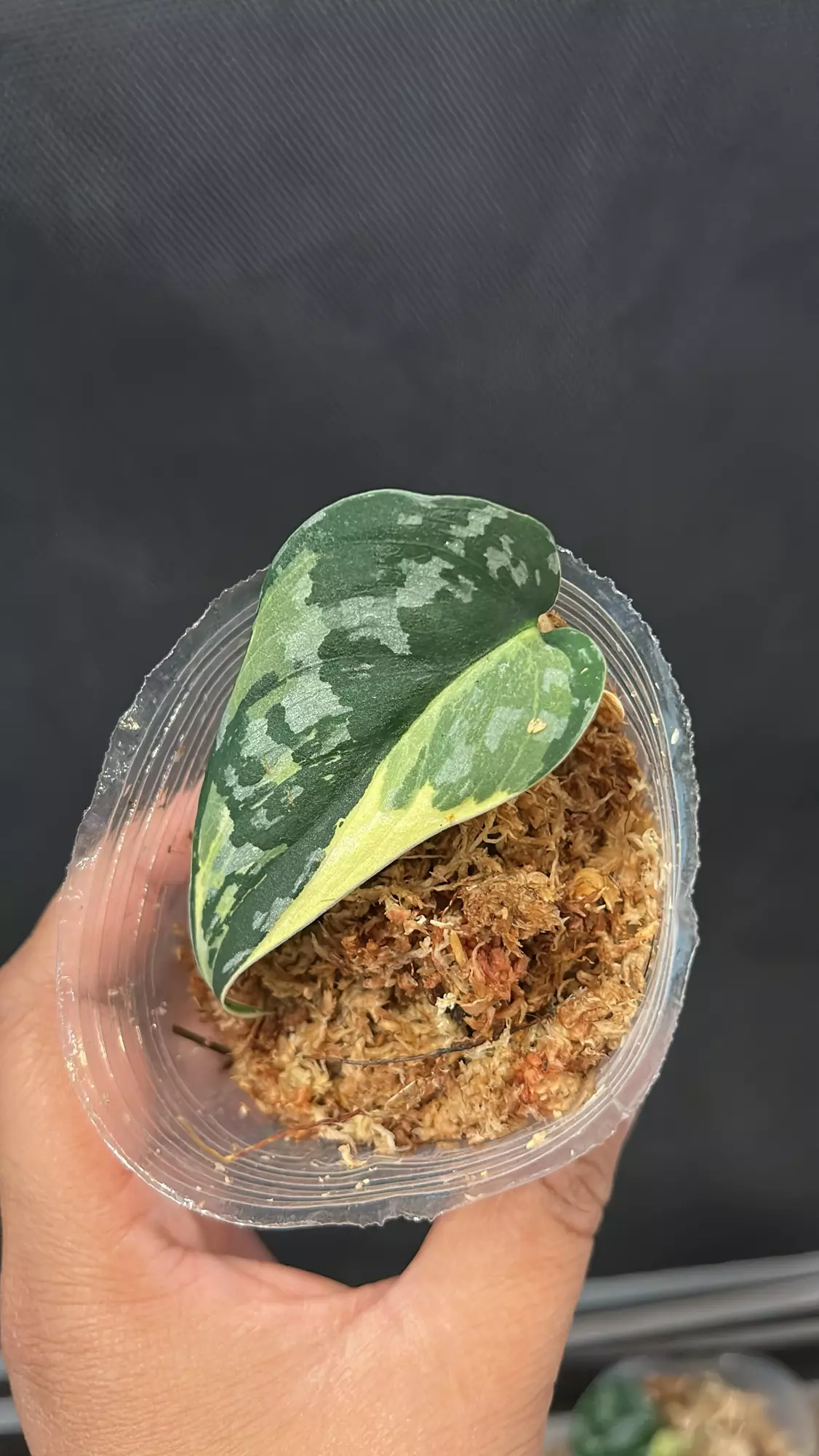 plant/Scindapsus Mariposa fresh cutting (A) mom in 2nd pic-0