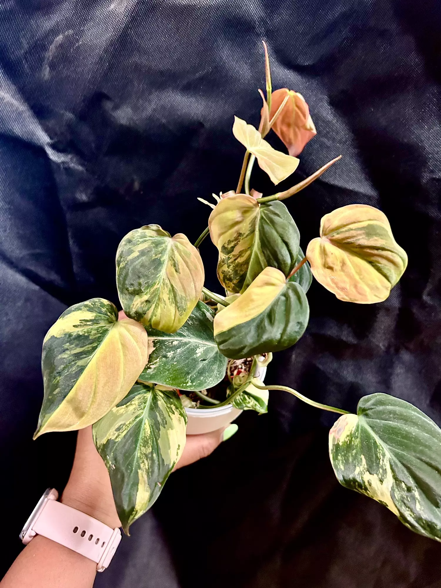 plant/Pink Micans fresh cutting (mom in 2nd pic)-1
