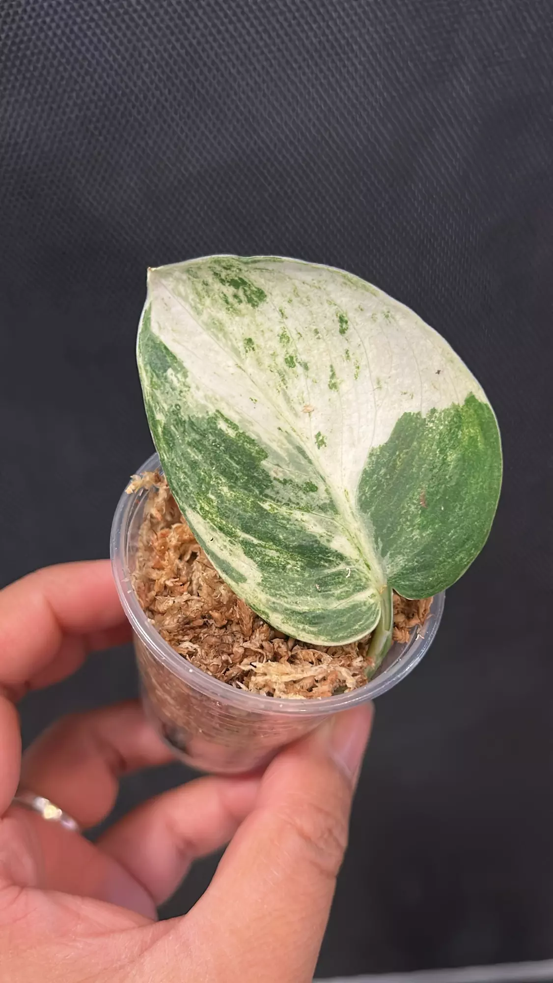 plant/Scindapsus Jade marble fresh cutting B (mom in 2nd pic)-0