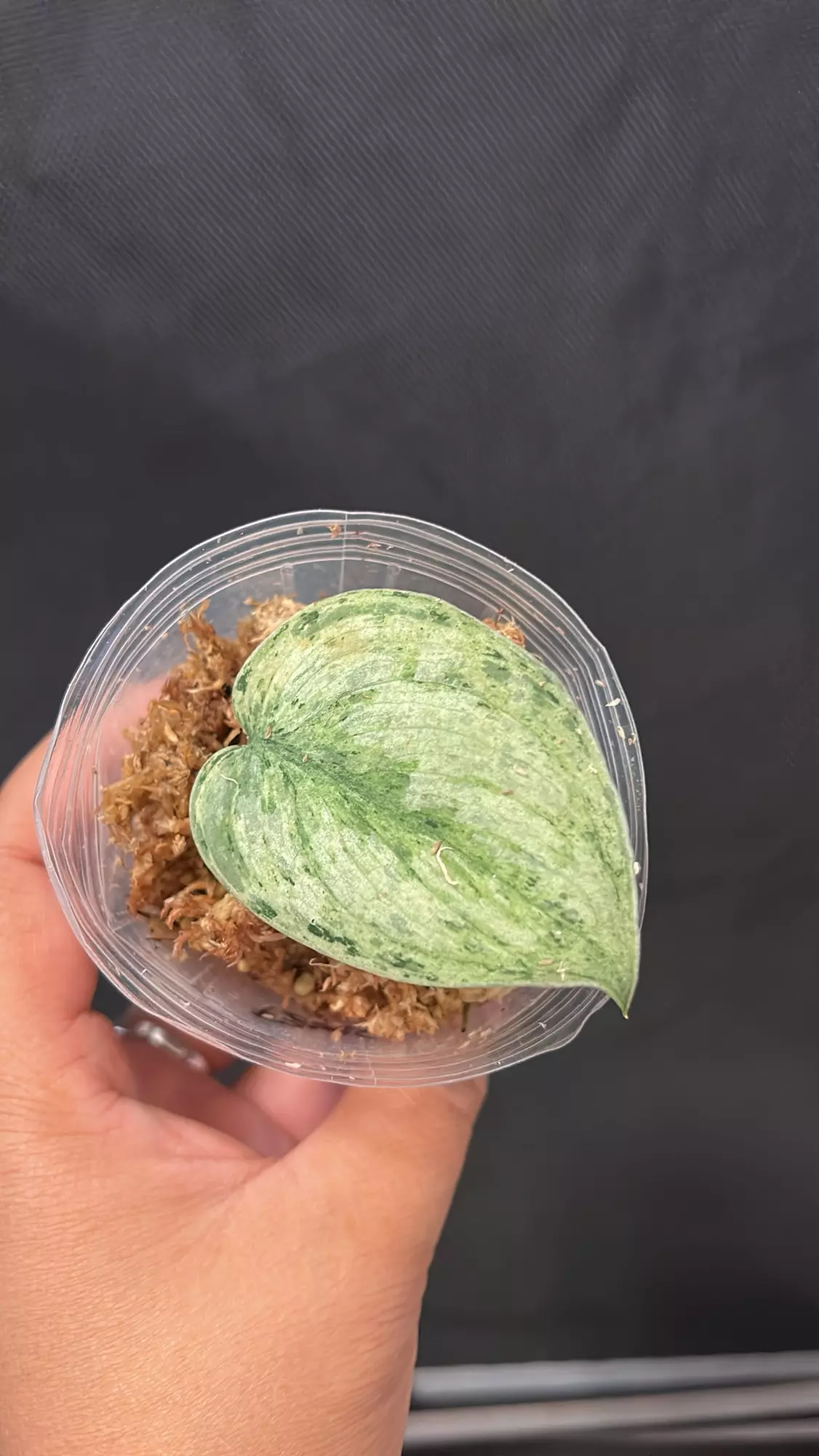 plant/Scindapsus Peasun rooted cutting B-0