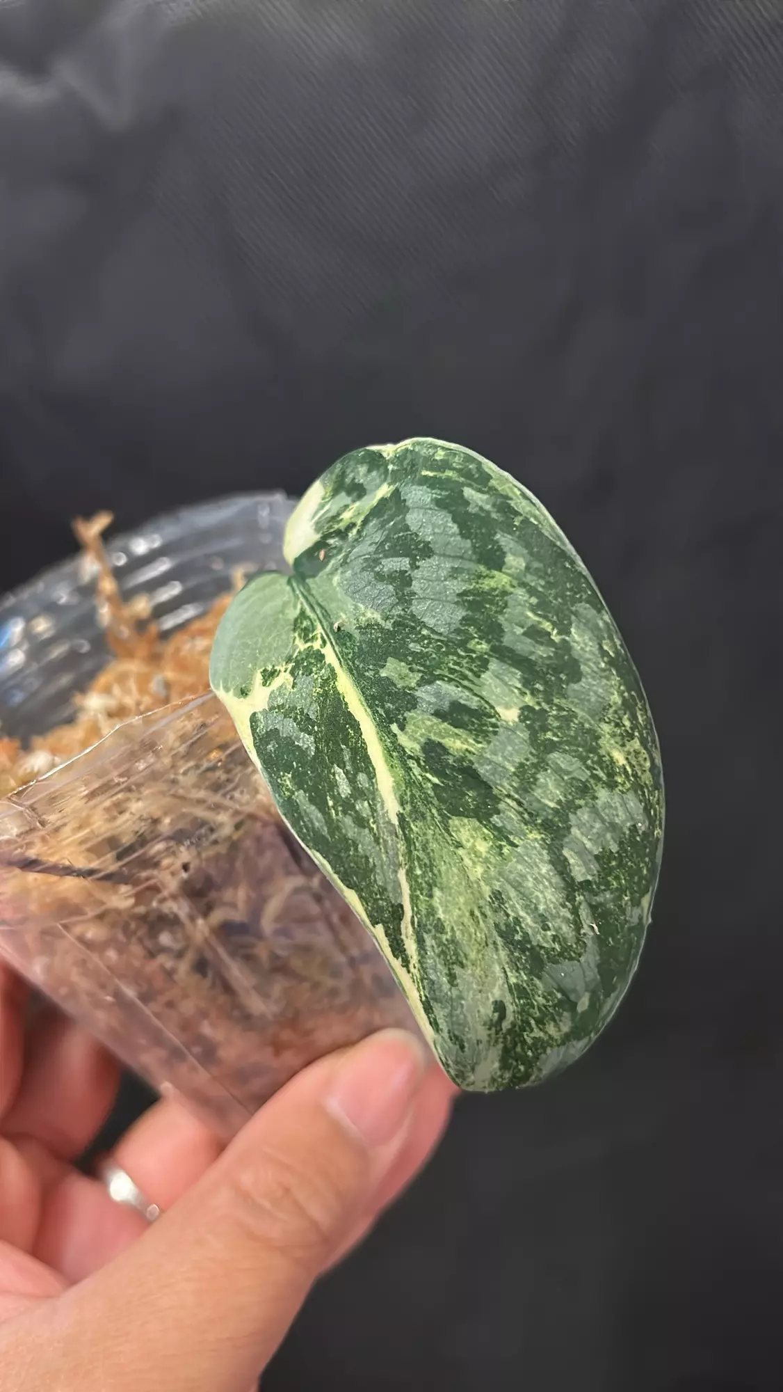 plant/Scindapsus Bahorok fresh cutting A (mom in 2nd pic)-0