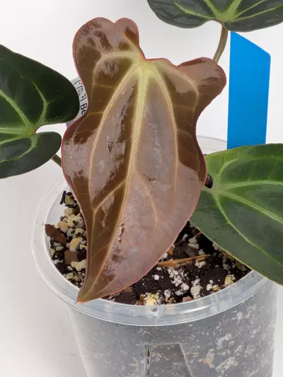 plant/Besseae aff-1-thumbnail