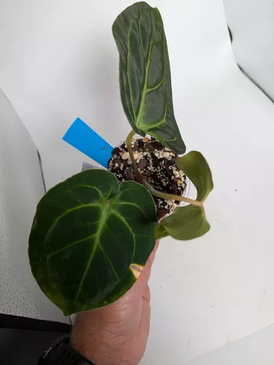 plant/Besseae aff-3-thumbnail