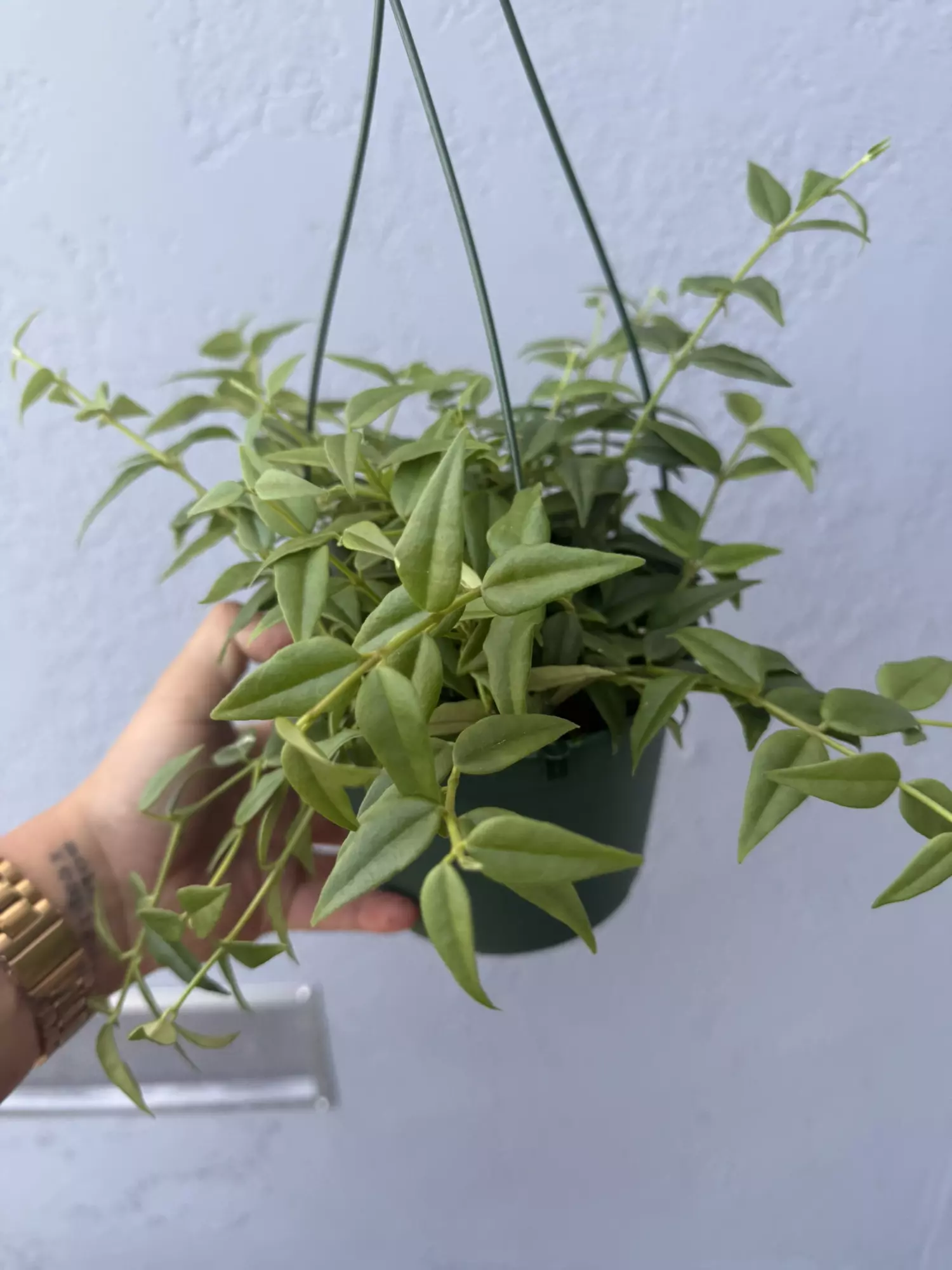 plant/6” Hoya Lanceolata ‘Bella’-1