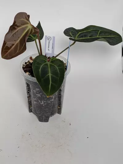 plant/Besseae aff-3-thumbnail