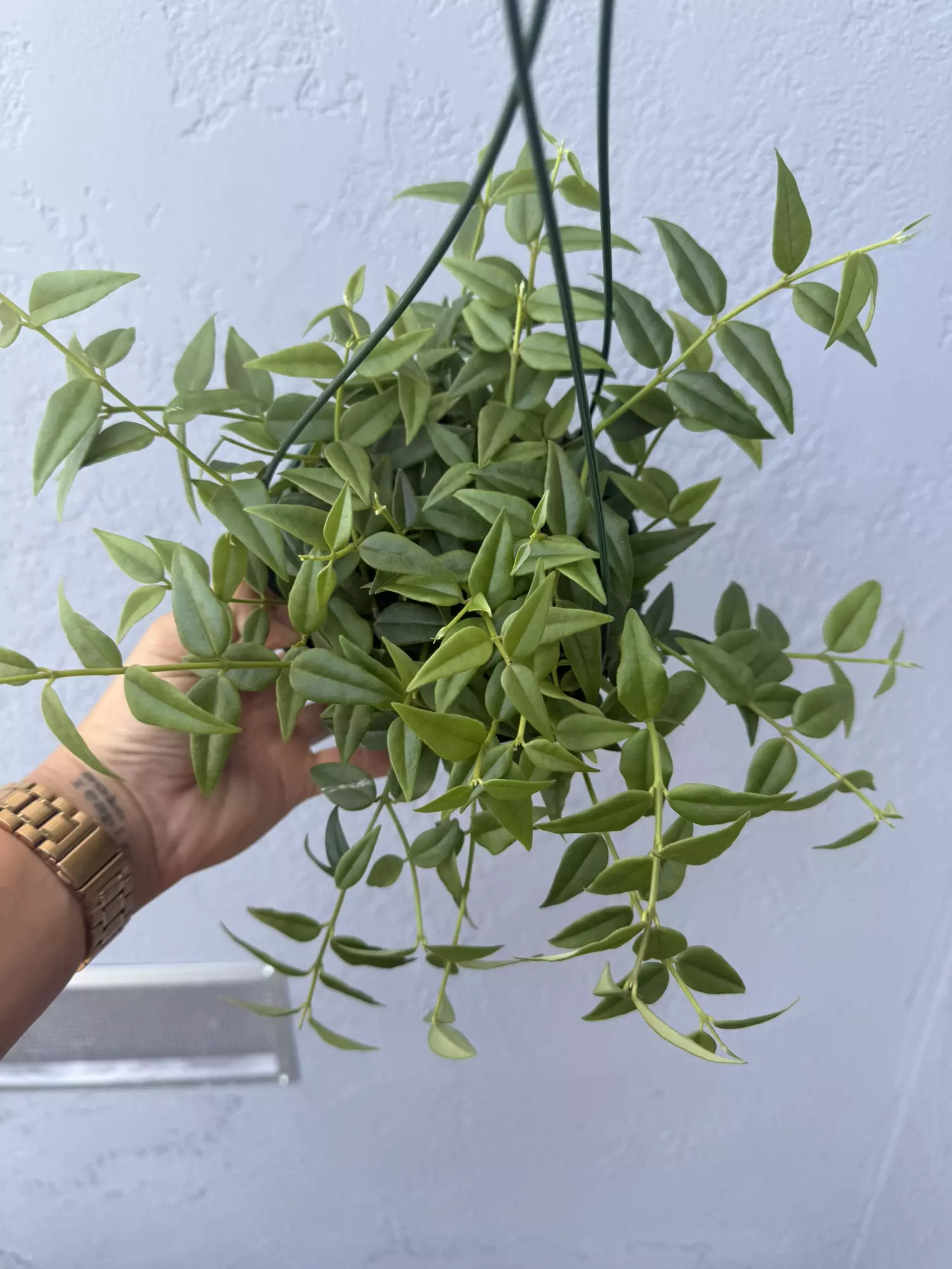plant/6” Hoya Lanceolata ‘Bella’-0