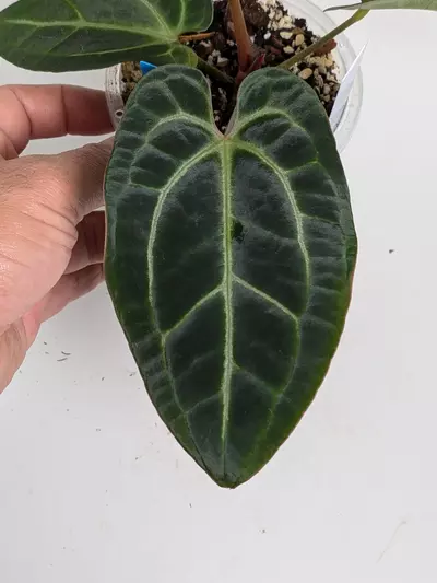 plant/Besseae aff-2-thumbnail