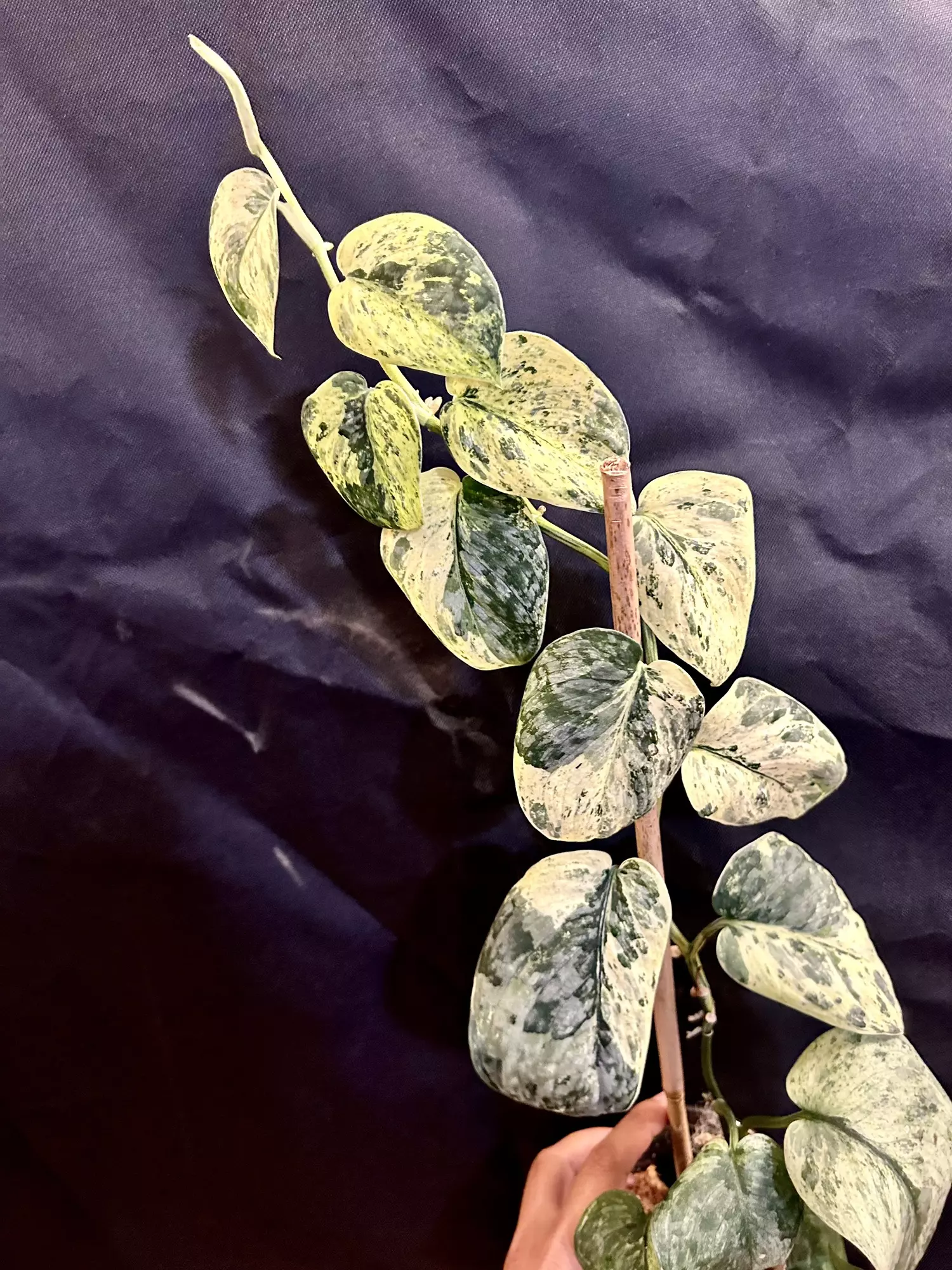 plant/Rooted top cutting Scindapsus Halimoon A (mom in 2nd pic)-1