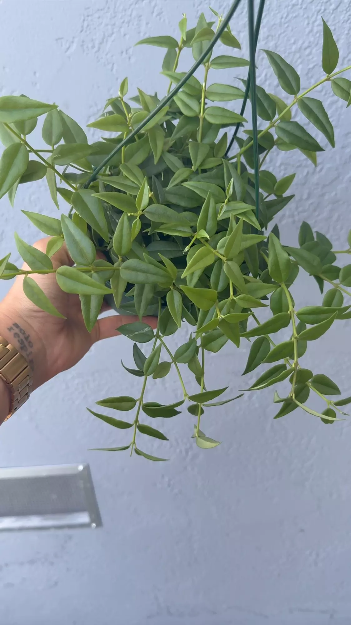 plant/6” Hoya Lanceolata ‘Bella’-3