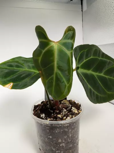 plant/Besseae aff-0-thumbnail