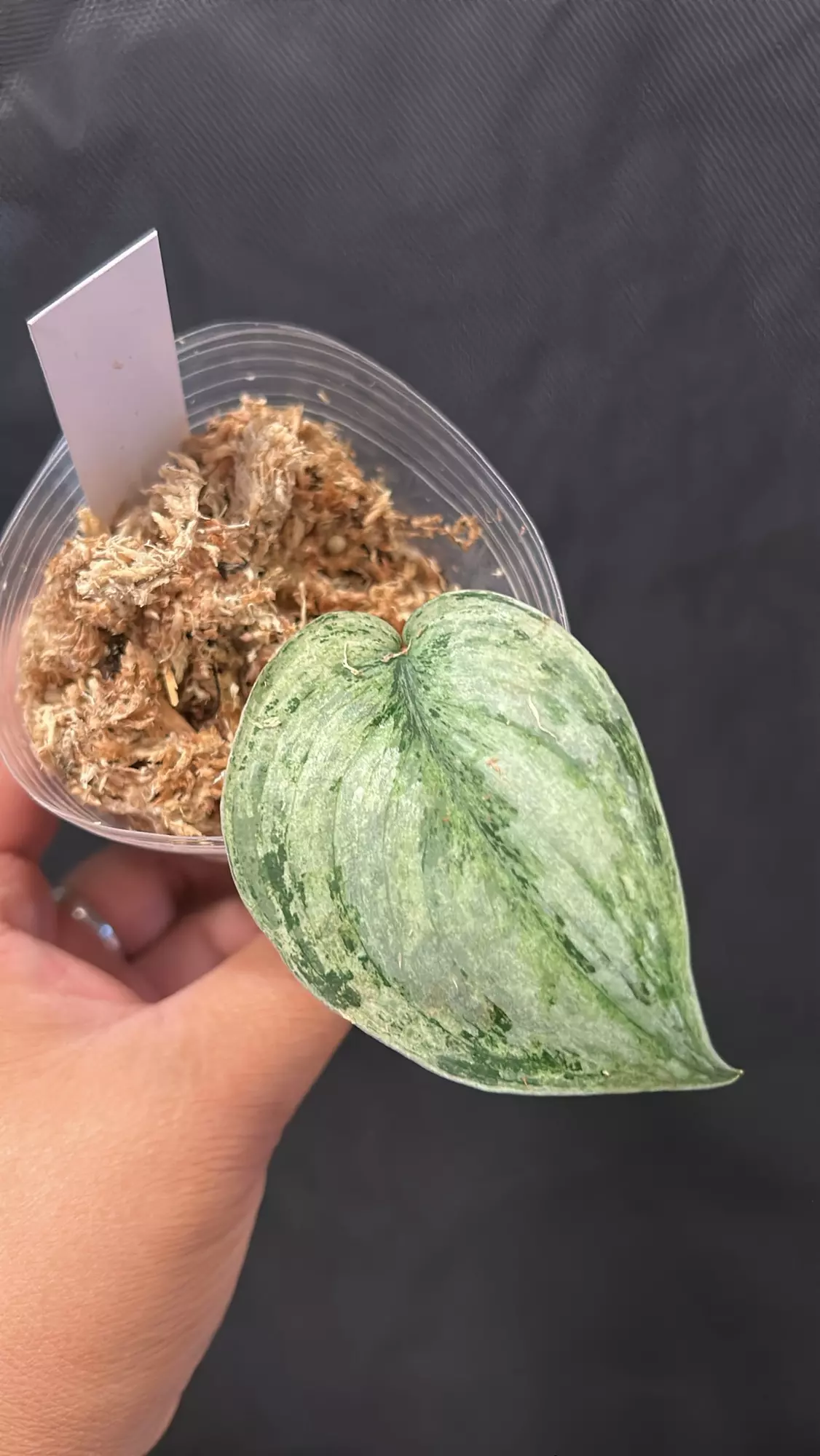 plant/Scindapsus Peasun rooted cutting C-0