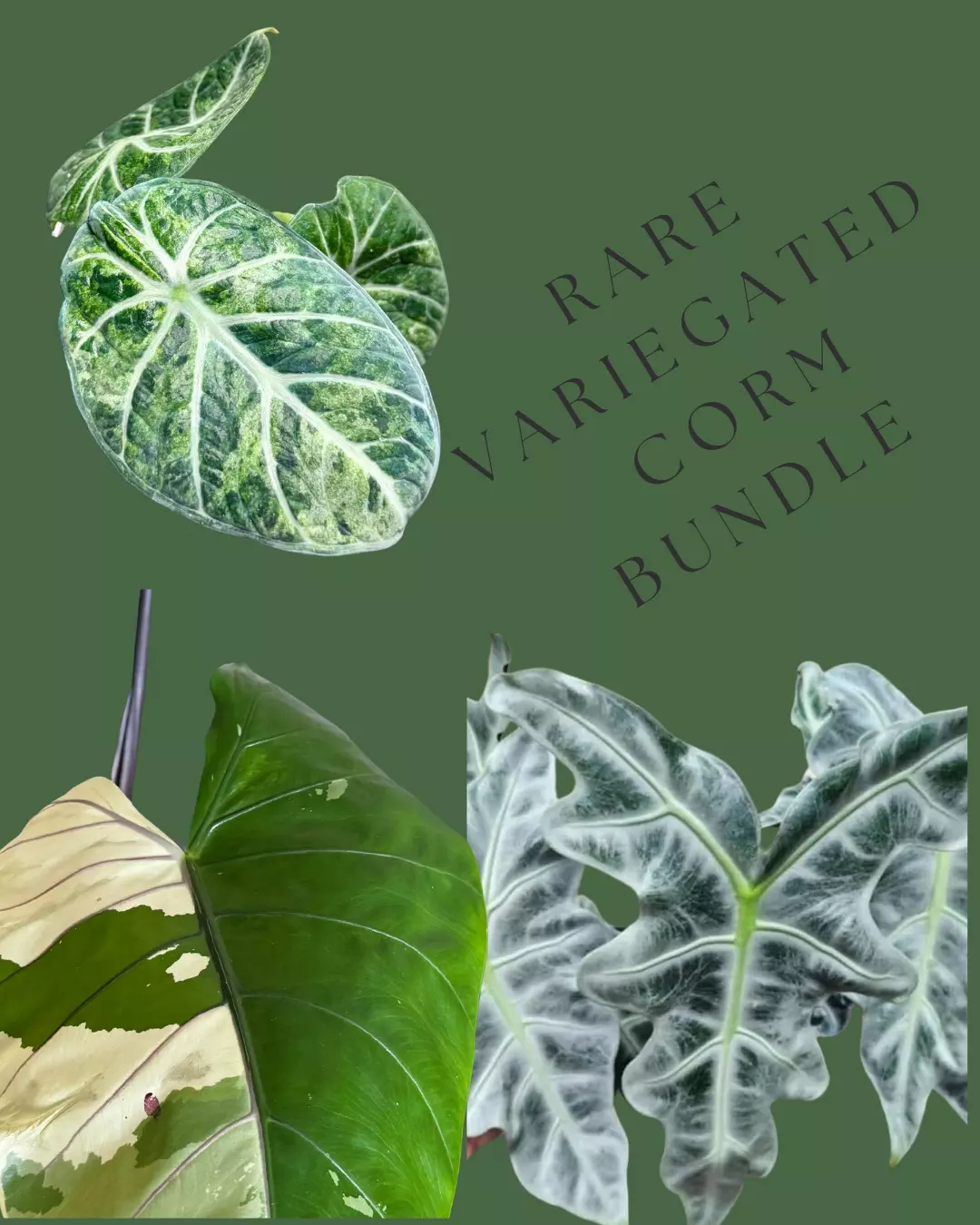 plant/Rare Variegated Corm Bundle-0