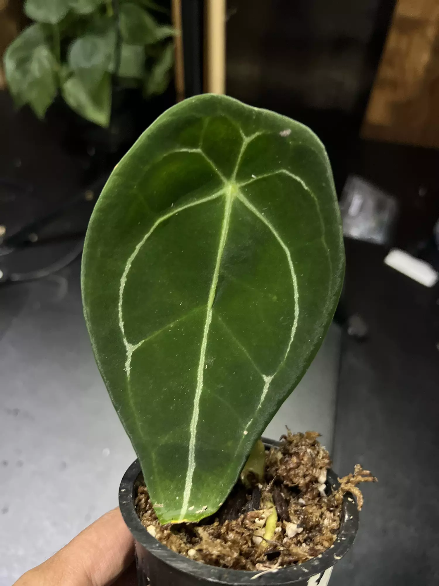 plant/Anthurium Forgettii Dark-0