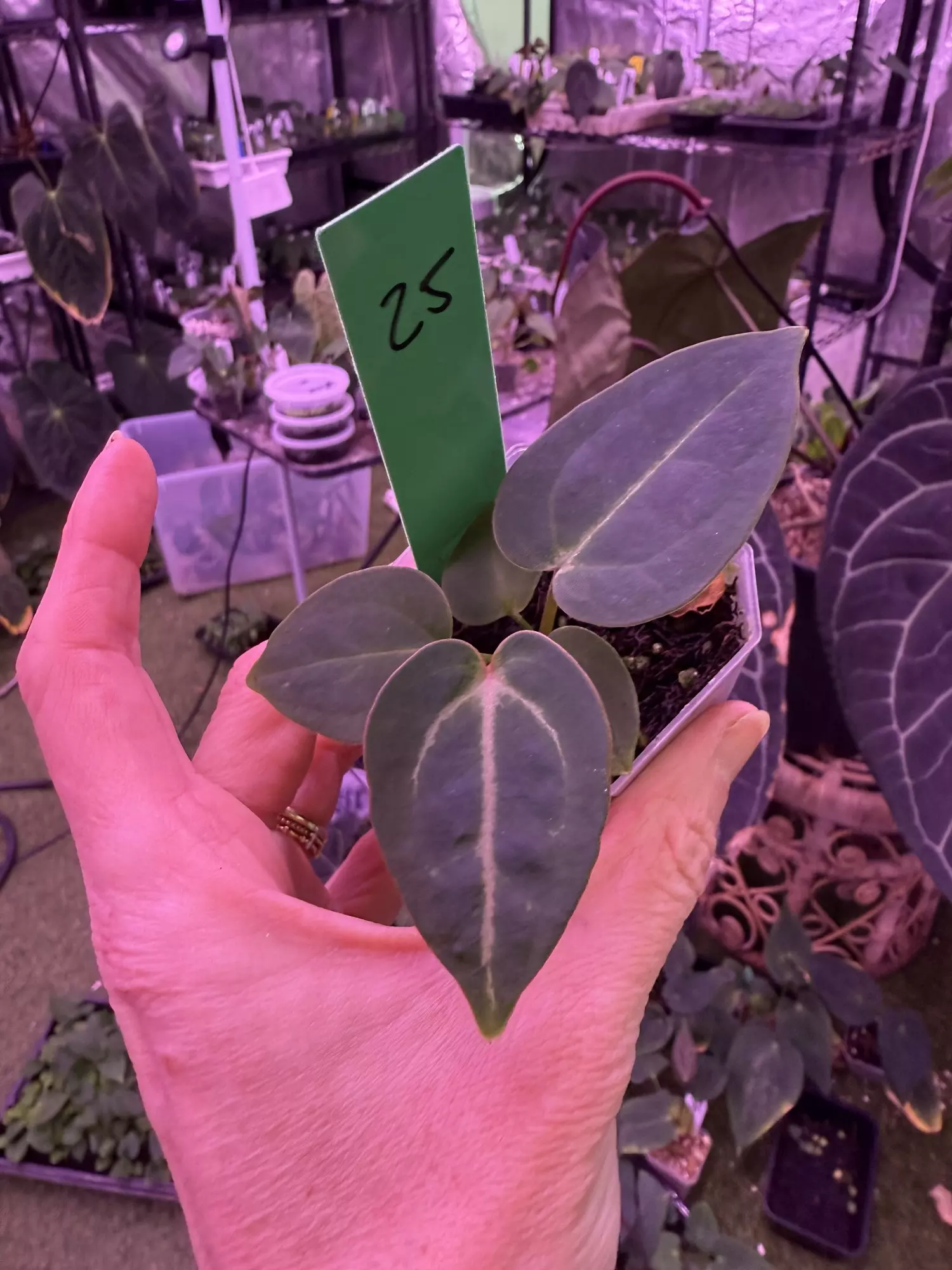 plant/Growers choice black widow Michelle x mag Norte-0
