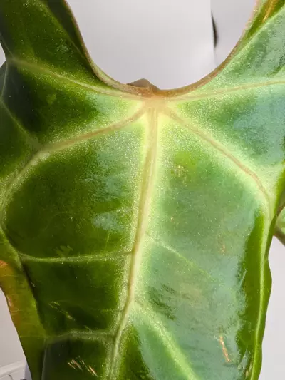 plant/Besseae aff-2-thumbnail