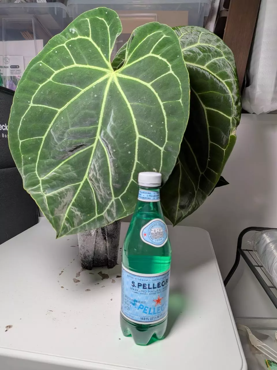 plant/Besseae aff x Besseae aff-0