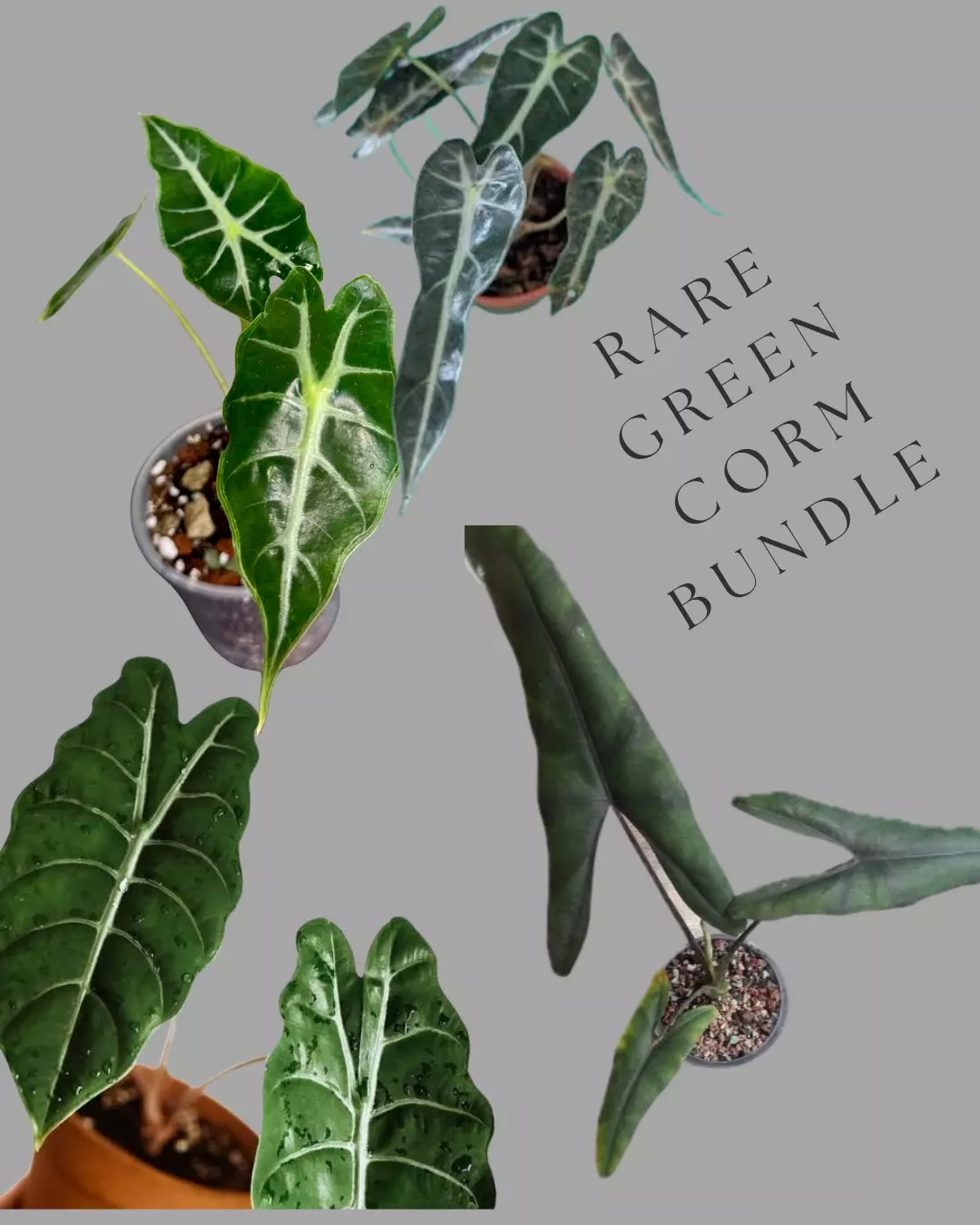 plant/Rare Green Corm Bundle 4 corms! Read description-0