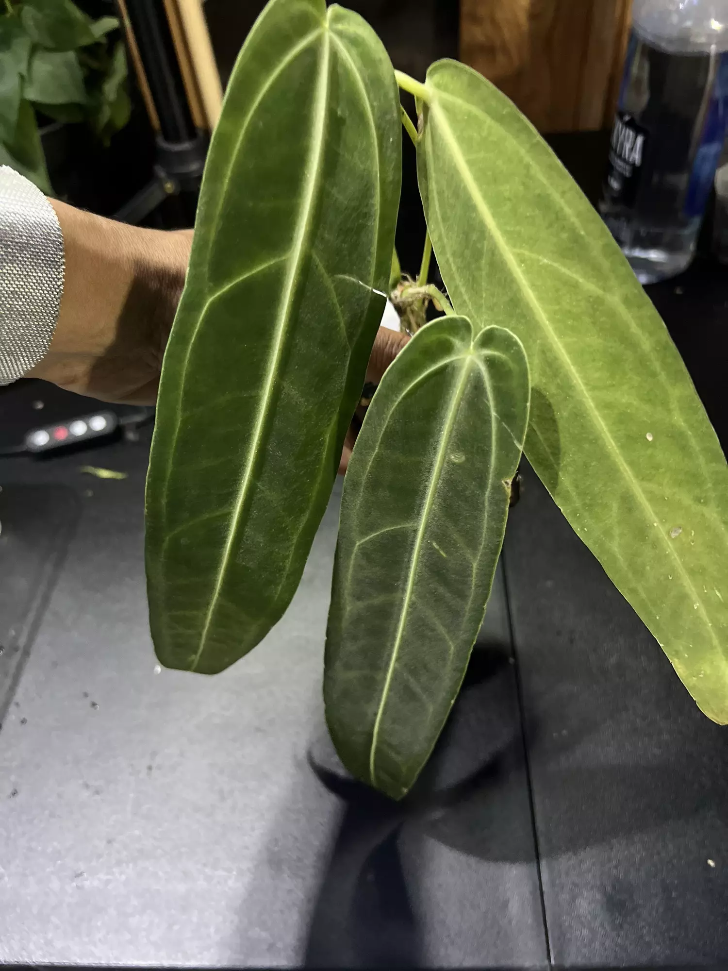 plant/Anthurium waroqueanum-0