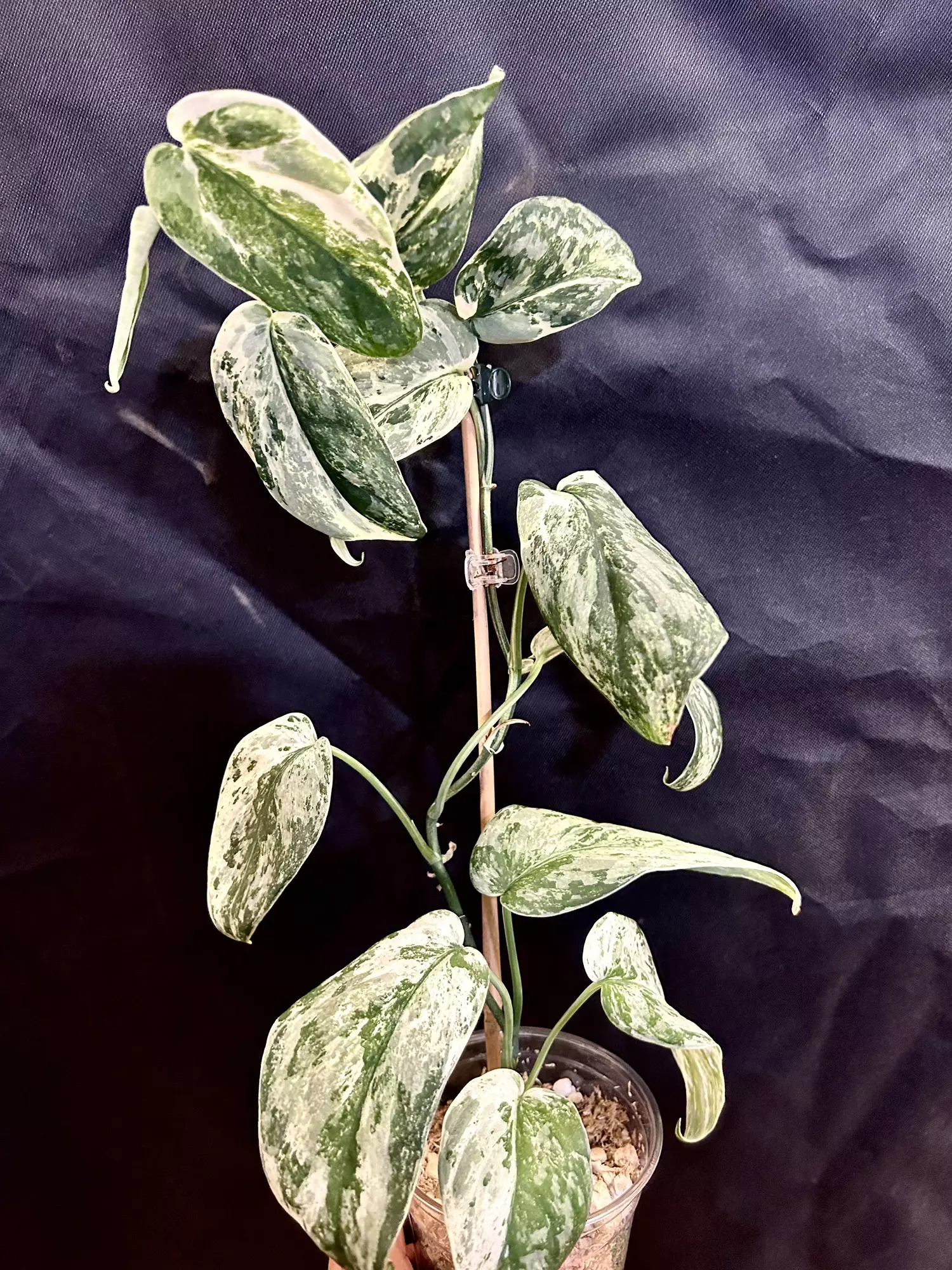 plant/Scindapsus Bahorok fresh cutting B (mom in 2nd pic)-1