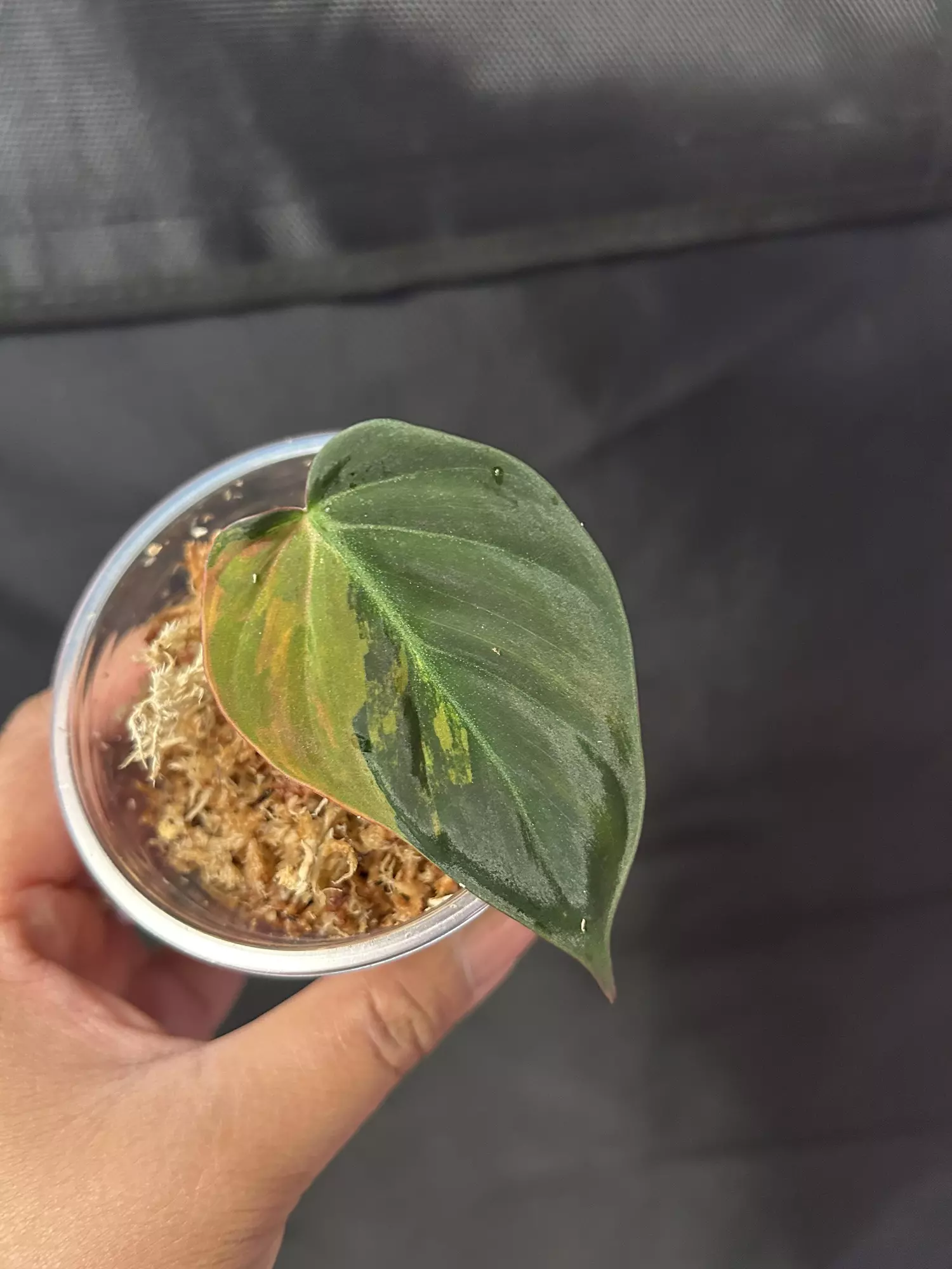 plant/Pink Micans fresh cutting (mom in 2nd pic)-0