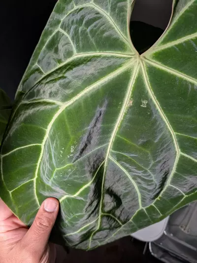 plant/Besseae aff x Besseae aff-3-thumbnail