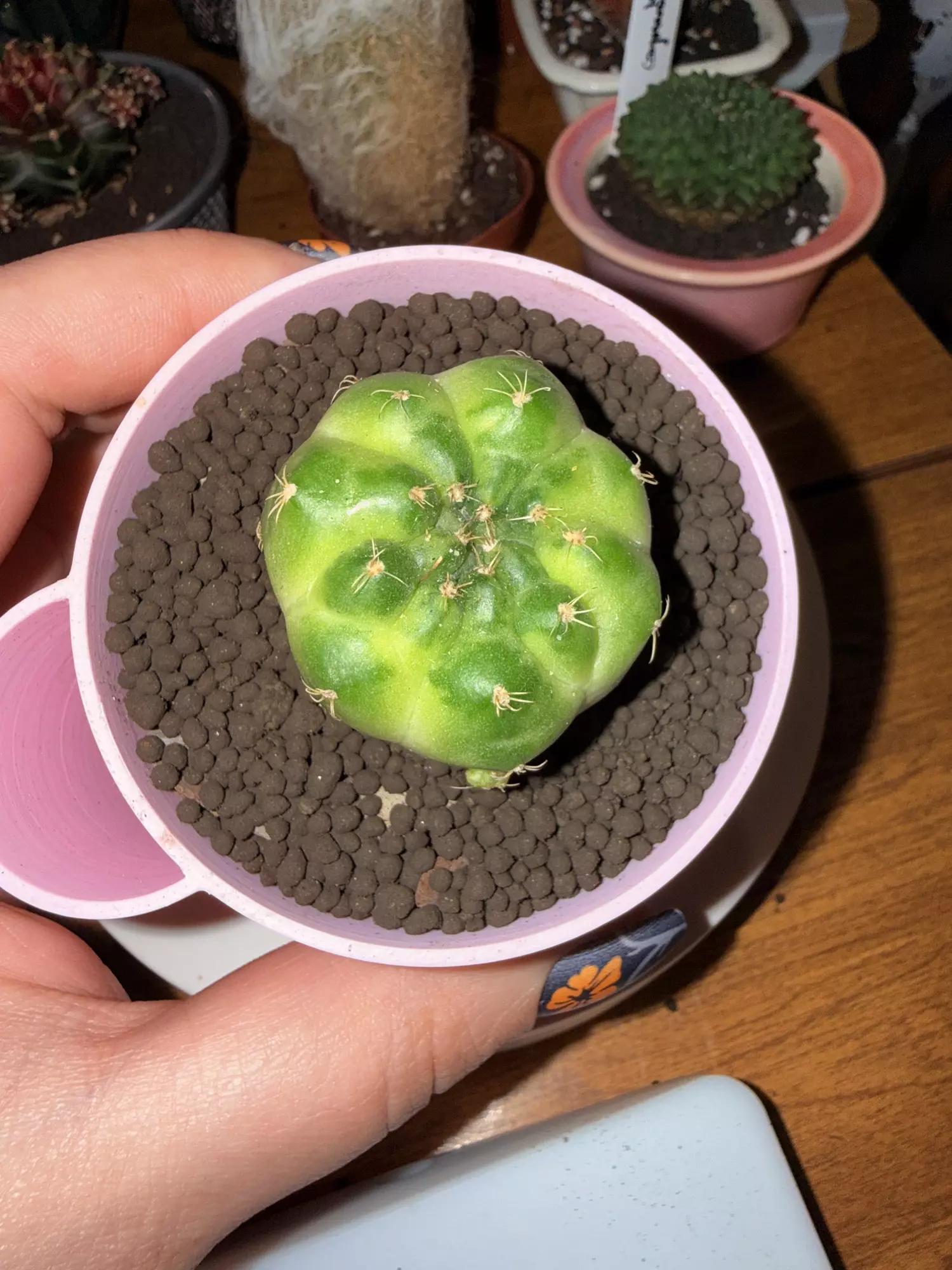 plant/Green Marble Clone-0