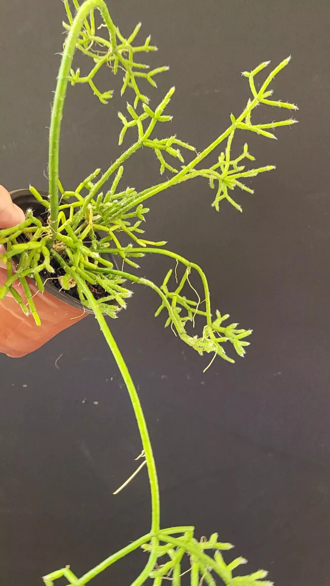 plant/3.5" Rhipsalis Cereuscula -0