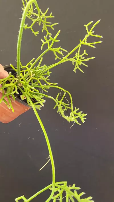 plant/3.5" Rhipsalis Cereuscula -0-thumbnail