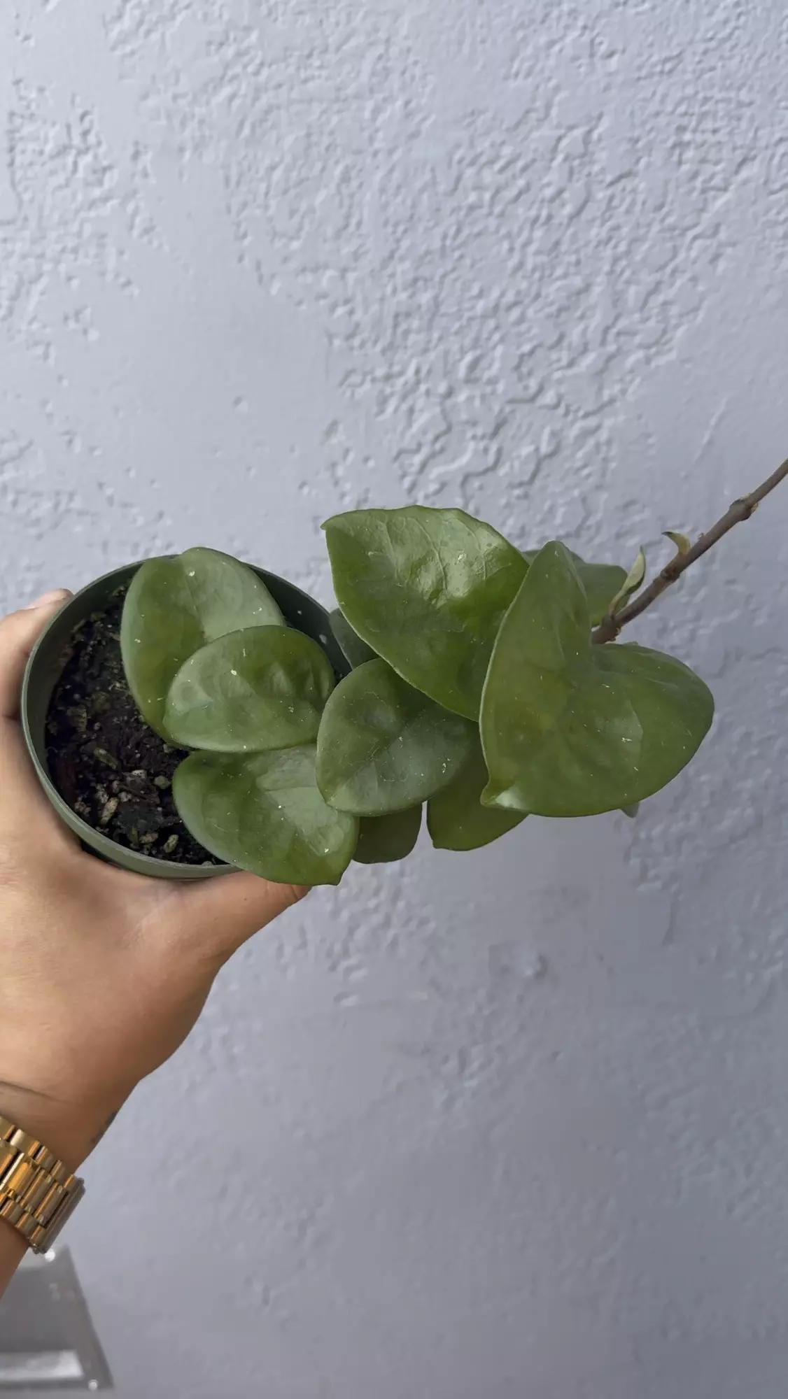 plant/4” Hoya ‘Chelsea’-2