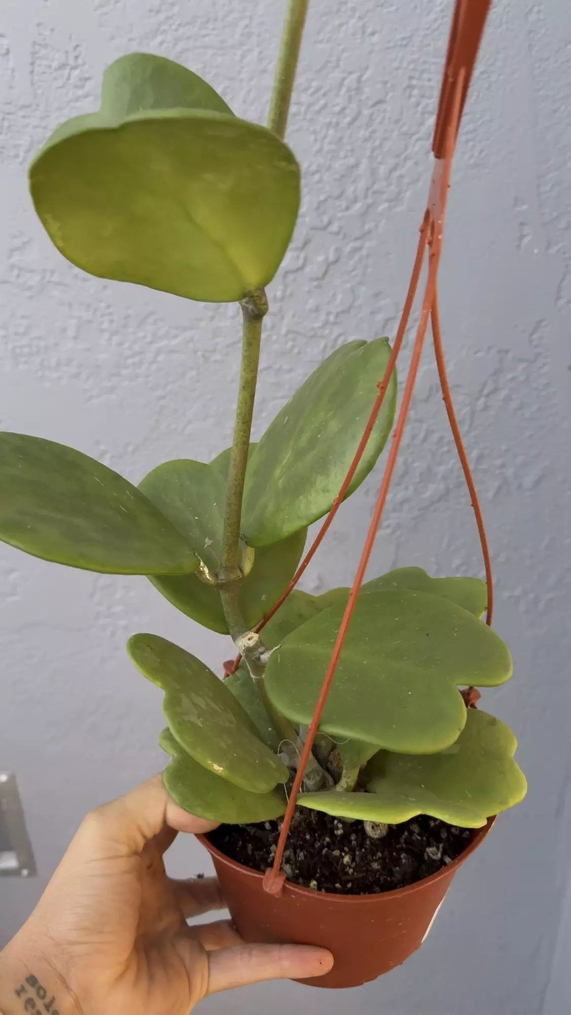 plant/6” Hoya ‘Kerrii’-3