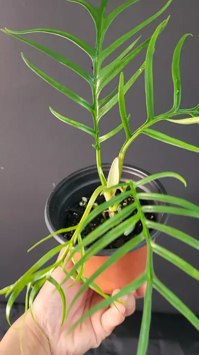 plant/3.5" Philodendron Tortum -0-thumbnail