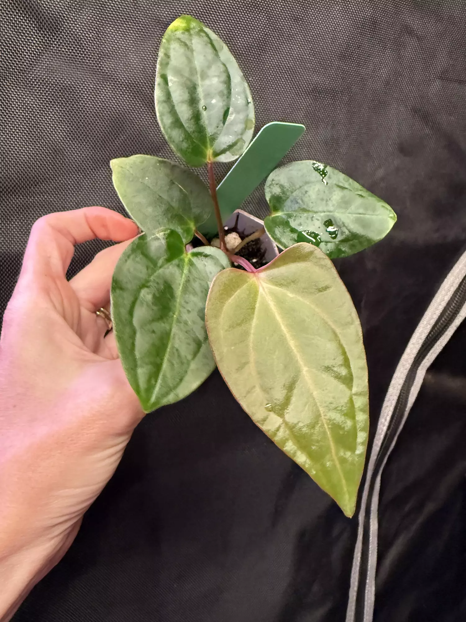plant/Lost tag 3-0