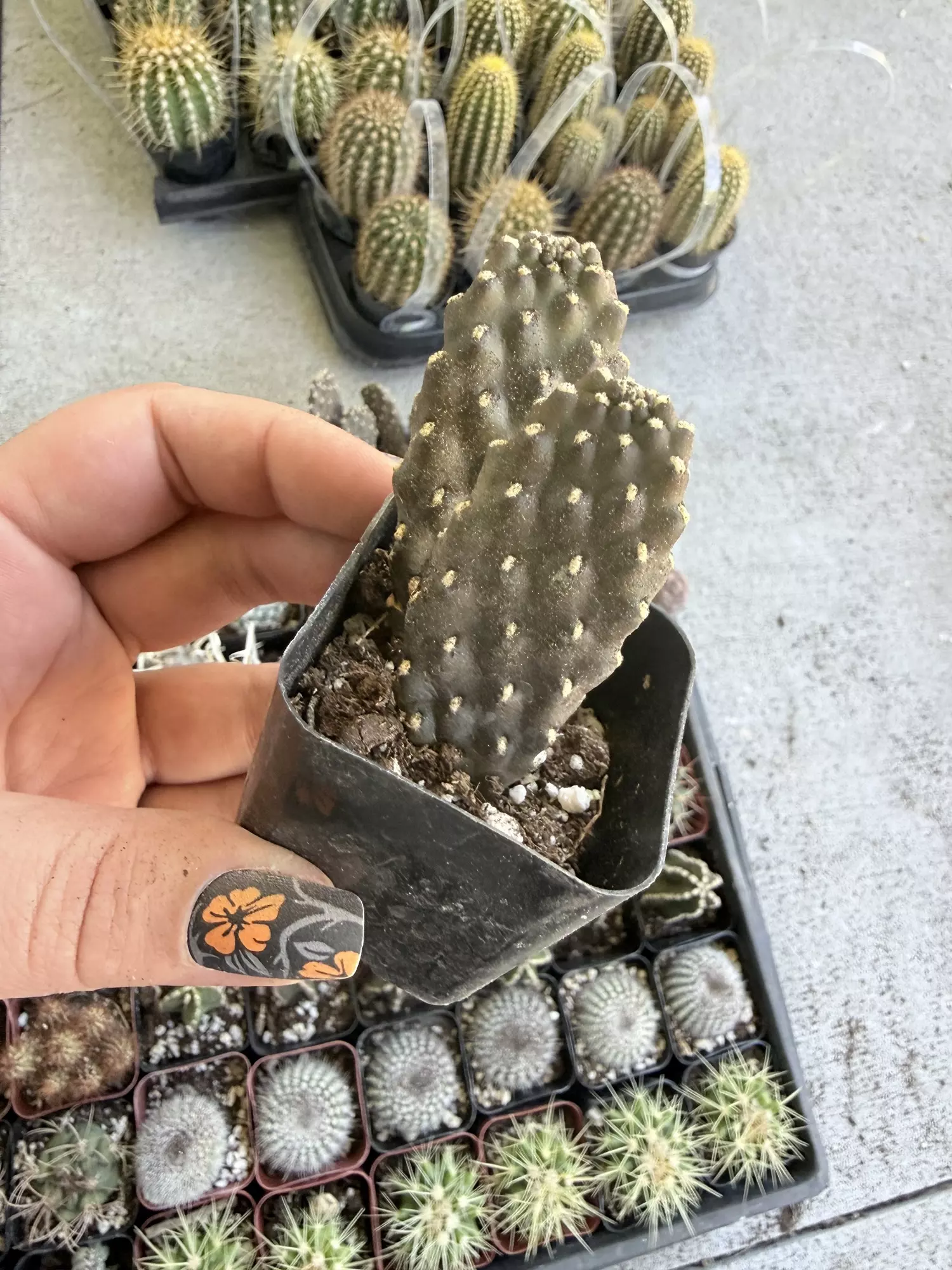 plant/Roadkill Cactus - Seller’s Choice-0