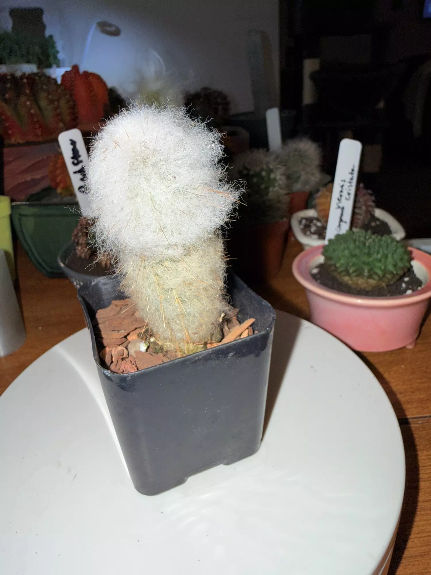plant/Fuzzy Old Man-0