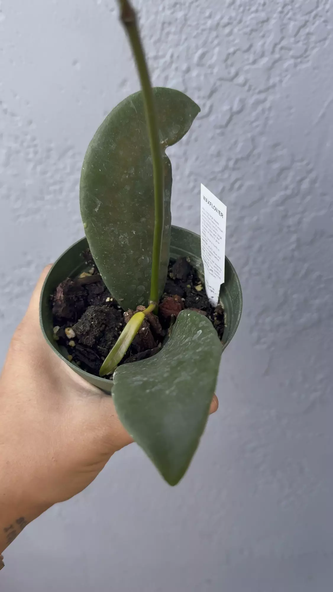 plant/4” Hoya ‘Fraterna’-0