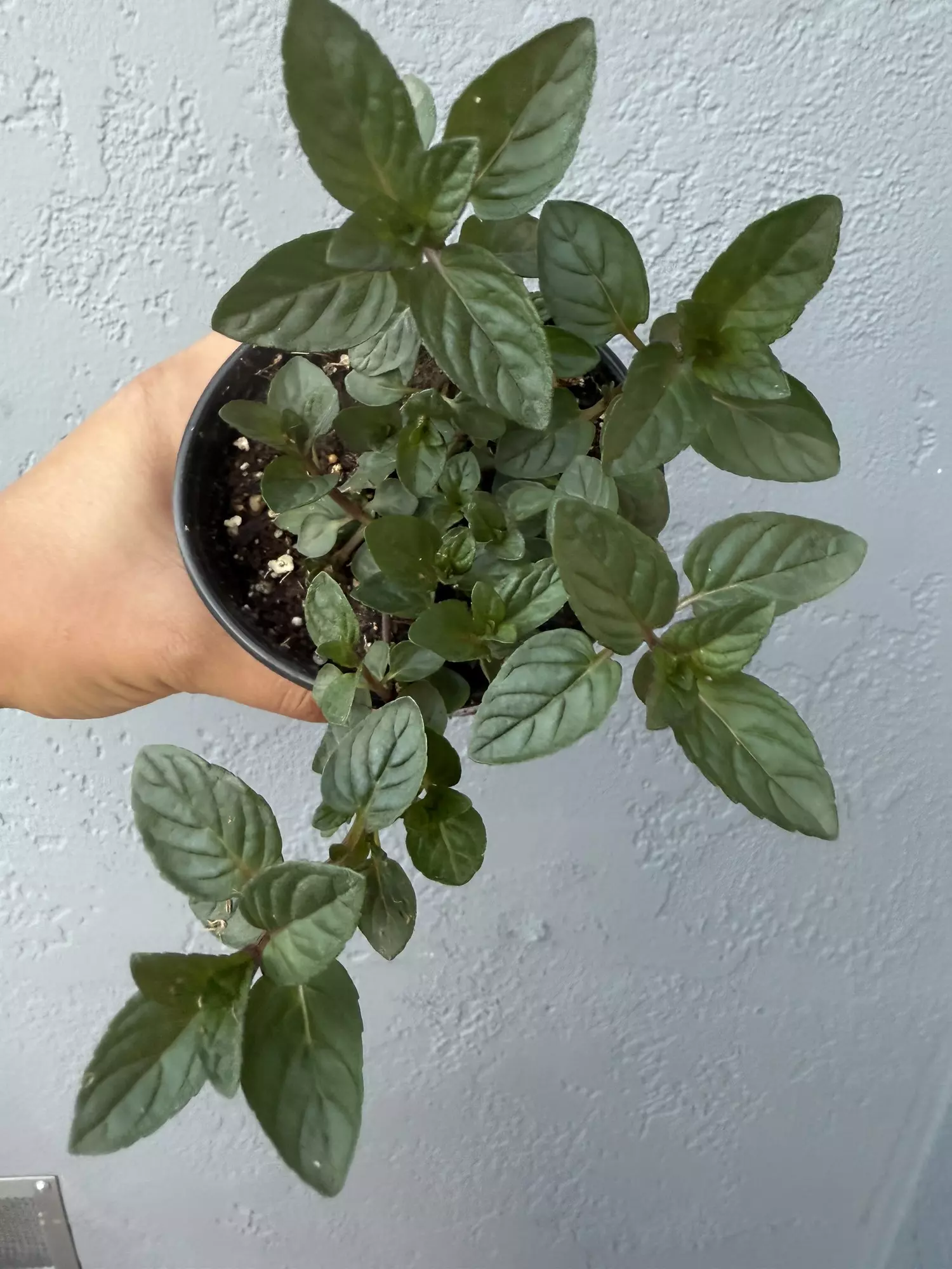 plant/4” Mint ‘Chocolate’-0